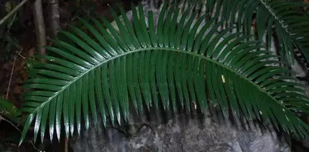 中国花卉盆景铁树到底该如何养?