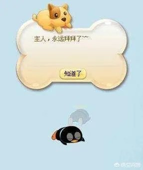 qq宠物停运论坛