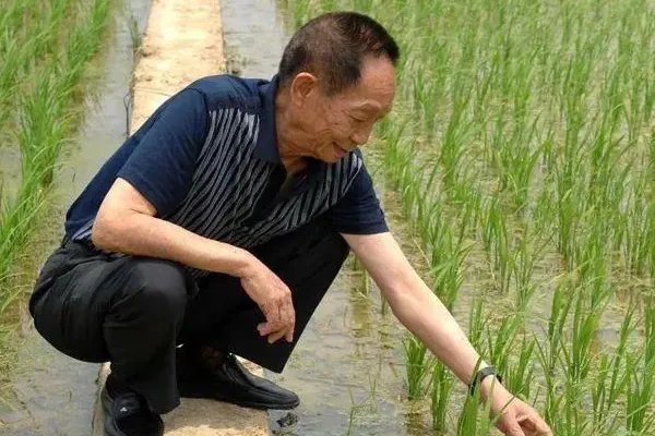袁隆平在病危之际还关心稻子长势,稻子对于袁隆平意味着什么?