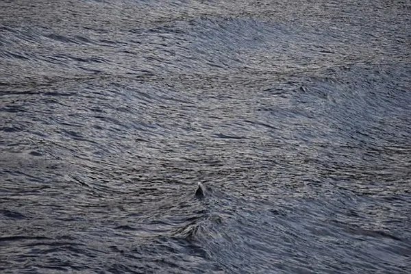 尼斯湖水怪可能是巨型鳗鱼，为何人们对于水怪那么好奇热衷？