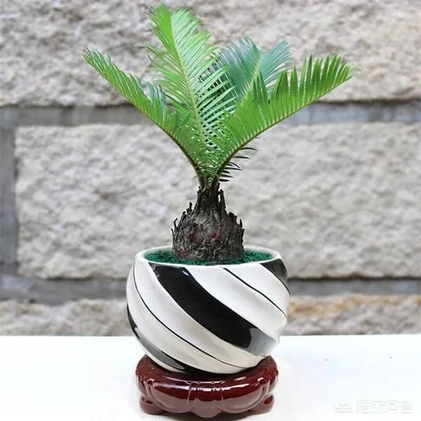 中国花卉盆景铁树到底该如何养?
