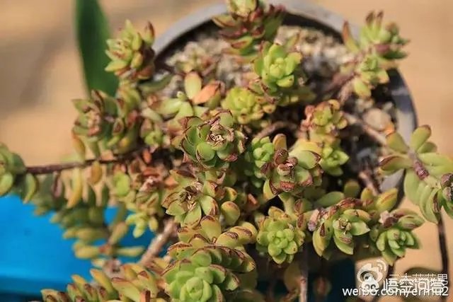 多肉新手,有哪些一定要知道的入门小知识?