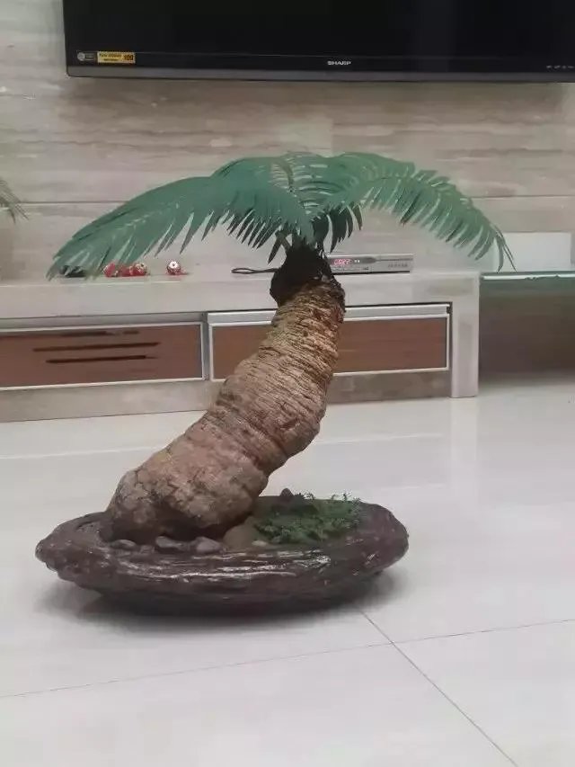 中国花卉盆景铁树到底该如何养?