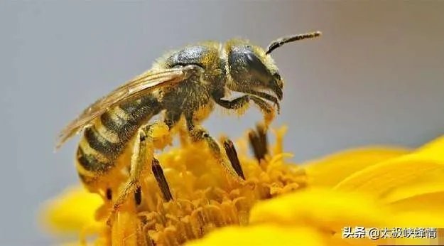 蜜蜂消失了,人类会怎样?