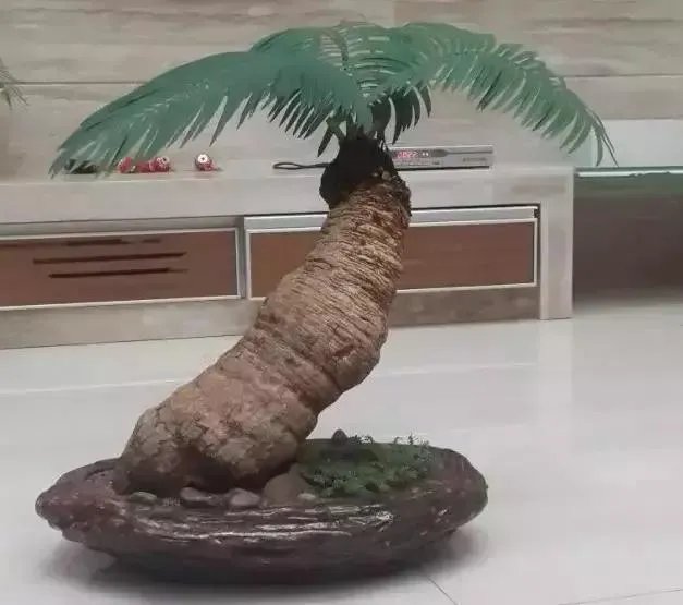中国花卉盆景铁树到底该如何养?