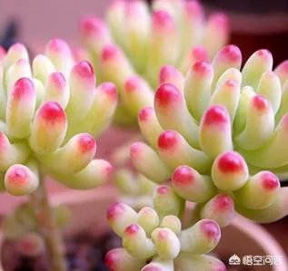 多肉新手,有哪些一定要知道的入门小知识?