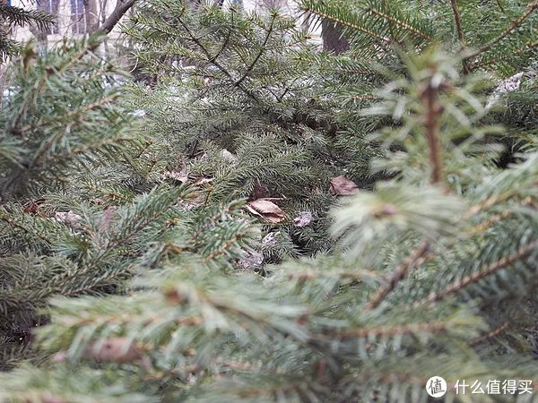 一个过时的备机:RICOH 理光 GX200