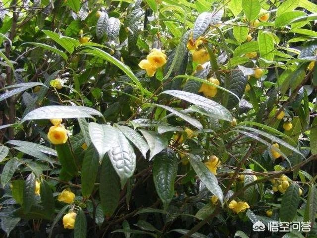 植物熊猫之称的是什么？