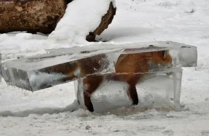 狐狸掉河冻成冰雕是怎么回事?
