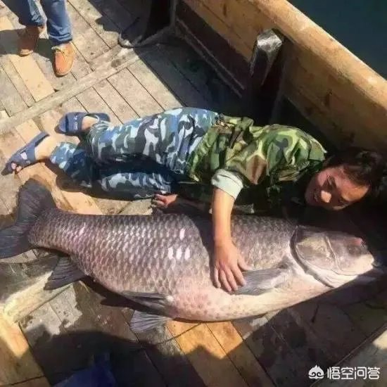 农村养殖的青鱼能够长到多大?有的青鱼长得很大是因为爱吃肉吗?