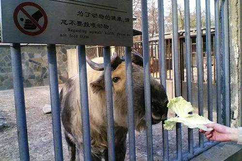 动物园喂狼吃草的女子,被列入什么黑名单了?