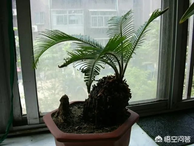 中国花卉盆景铁树到底该如何养?
