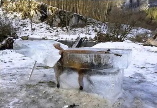 狐狸掉河冻成冰雕是怎么回事？