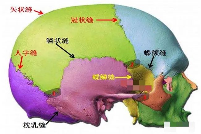 头颅颅缝示意图