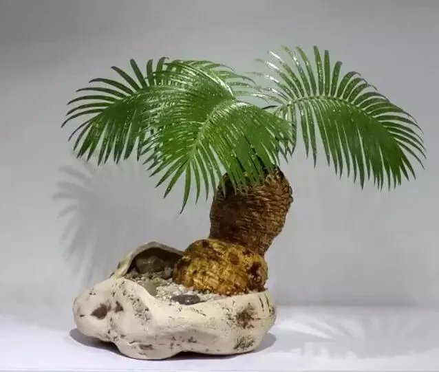 中国花卉盆景铁树到底该如何养?