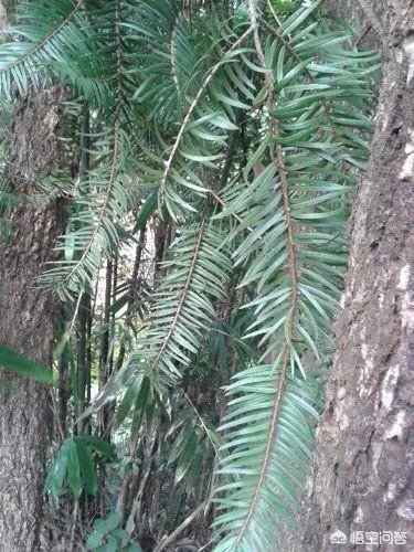 植物熊猫之称的是什么？