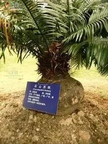 中国花卉盆景铁树到底该如何养?