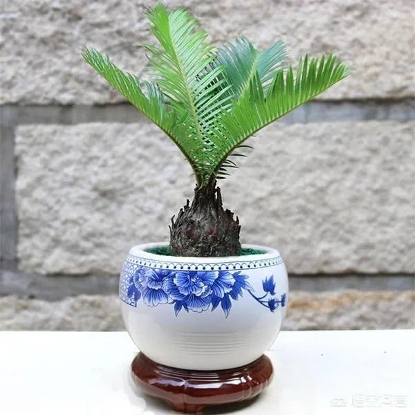 中国花卉盆景铁树到底该如何养?