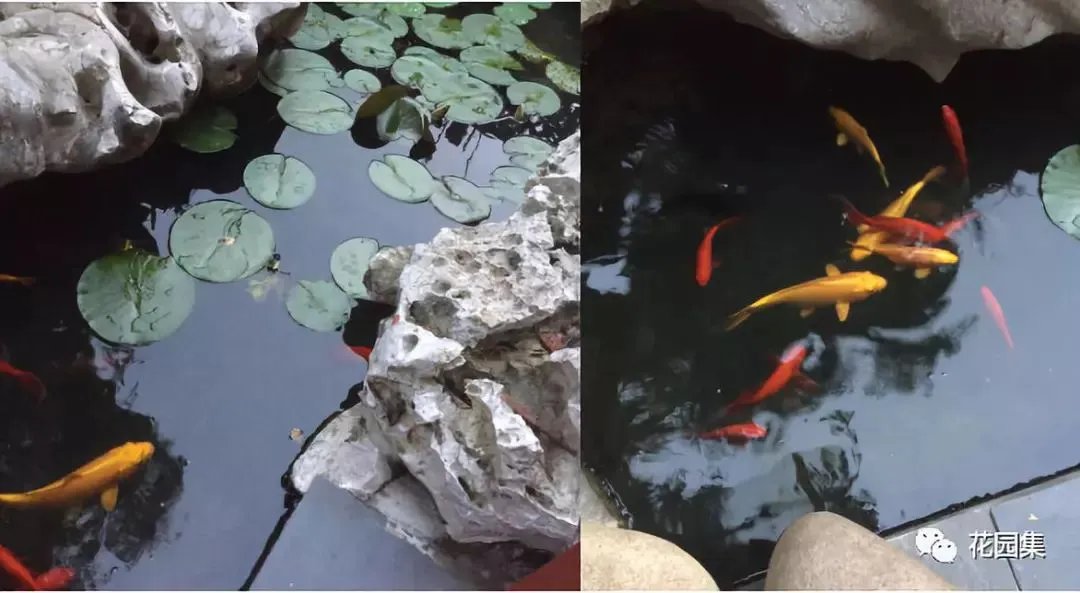纯天然庭院鱼池打造攻略,生态、省心又实惠!赶紧收藏