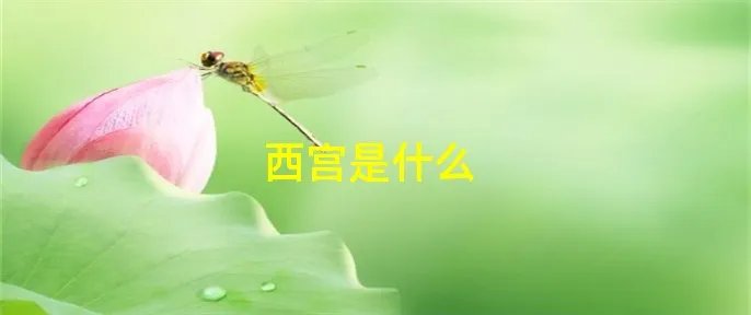 西宫是什么