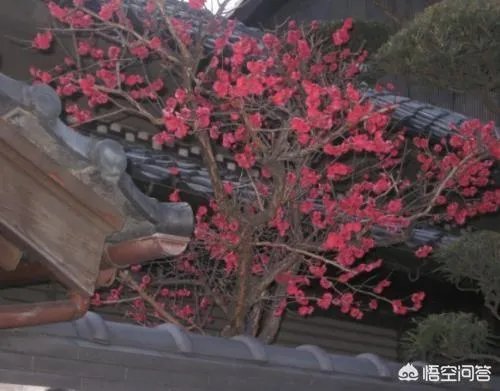 下联:墙里开花墙外红,上联如何对?