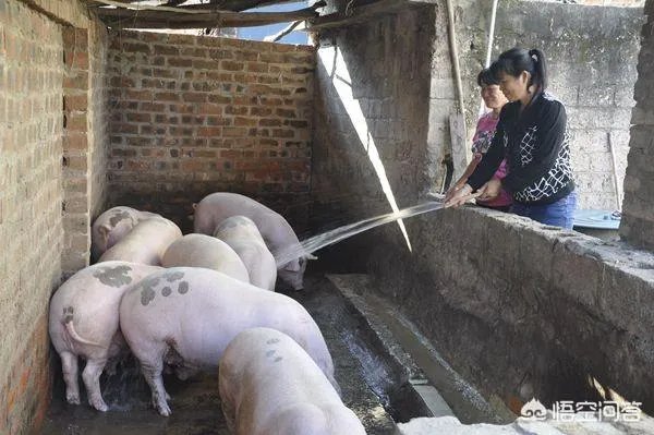 听说广西地区已经没有非洲猪瘟了是真的吗?养殖户现在补栏怎么样?
