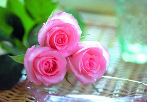 19朵玫瑰花代表什么意思 送玫瑰花几朵各代表什么