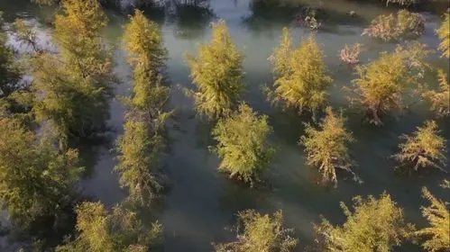 美景再现!三峡库区再现水中森林,这是什么现象?