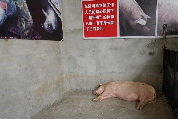 14岁的猪坚强已瘦骨嶙峋,你有什么想对猪坚强说的吗?