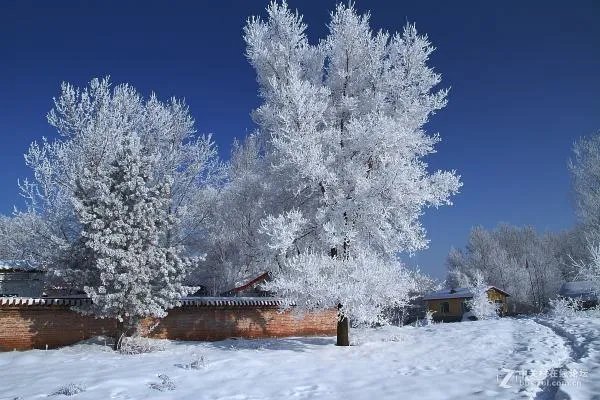 我爱你，塞北的雪 歌词