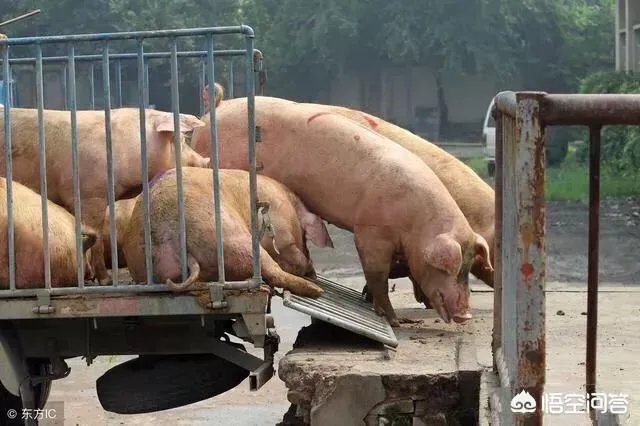 听说广西地区已经没有非洲猪瘟了是真的吗?养殖户现在补栏怎么样?