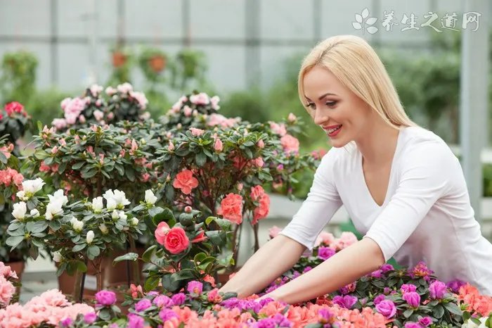 山银花和金银花的区别