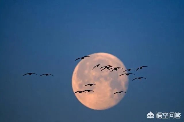 上联:万家灯火平安夜。如何对下联?