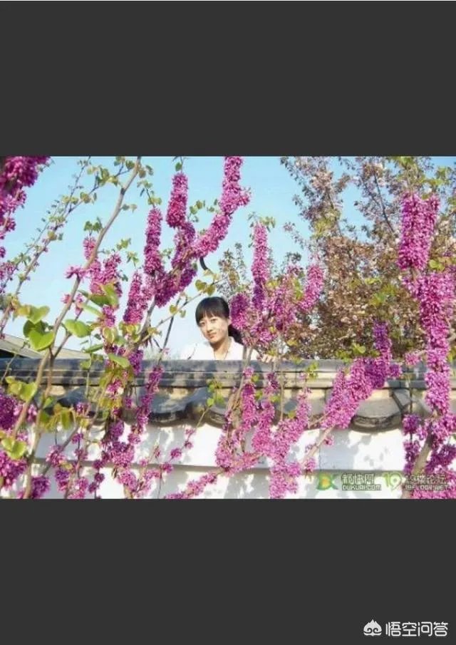 下联:墙里开花墙外红,上联如何对?