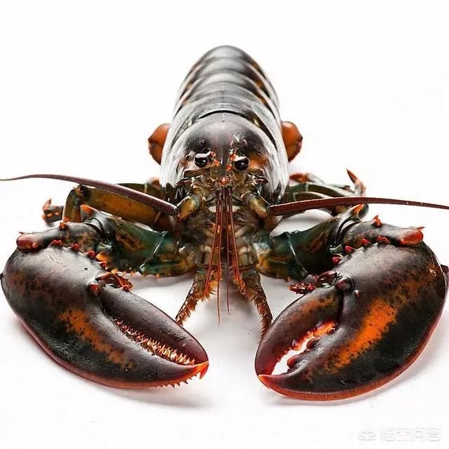 怎么挑选最鲜的海鲜?
