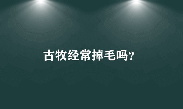 古牧经常掉毛吗？