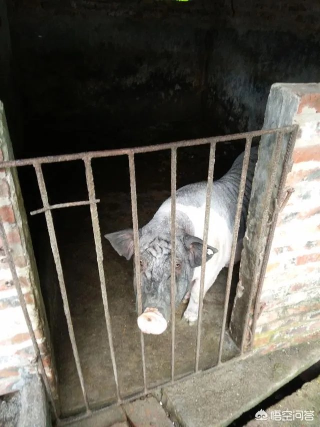 听说广西地区已经没有非洲猪瘟了是真的吗?养殖户现在补栏怎么样?