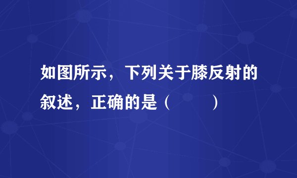 如图所示,下列关于膝反射的叙述,正确的是( )
