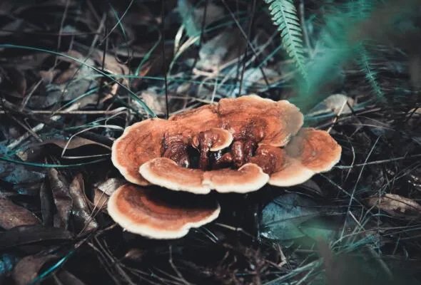 灵芝的年份越久功效越好吗 灵芝长的时间是不是越长越好