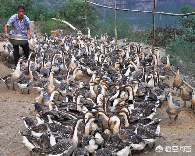 丁磊养猪,腾讯养鹅,大佬们为何“不务正业”?