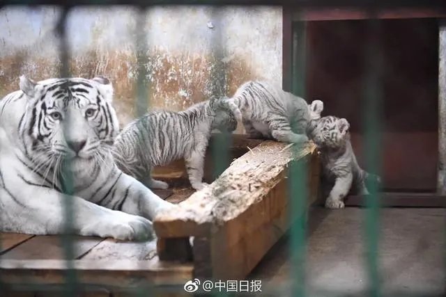 哈尔滨的东北虎林园好玩吗？