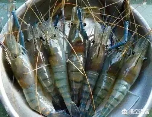 怎么挑选最鲜的海鲜?
