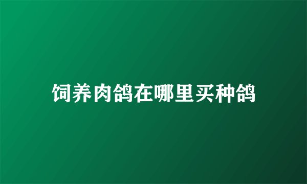 饲养肉鸽在哪里买种鸽