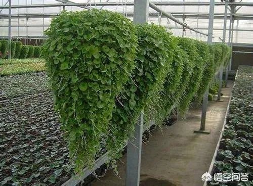 民间俗称“乌枪头”的植物有何奇效?
