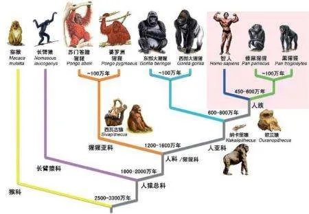 科学家证实，人类是从鱼类进化来的，进化过程大概是怎样的？