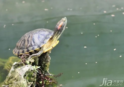 小乌龟怎么养?小乌龟养殖方法大全