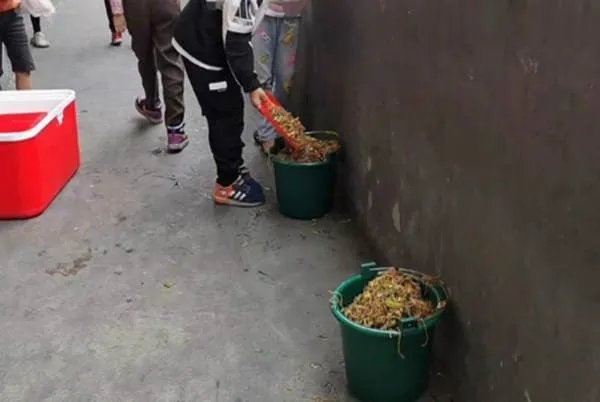 学生集体倒掉营养餐,为何原因却让大家出乎意料?