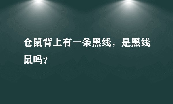仓鼠背上有一条黑线，是黑线鼠吗？
