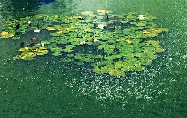 黄梅时节家家雨,全诗