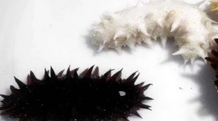作为世界上最珍贵的海参,白玉海参最贵是多少元一公斤?